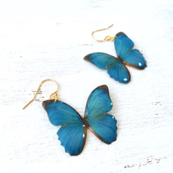 Exotic Blue Butterfly earrings [Pierced or Clip-on] 第3張的照片