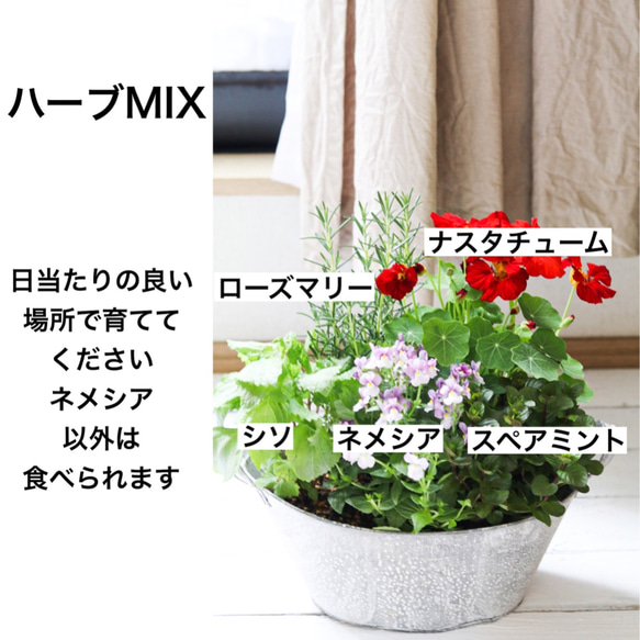 ＊猫が安心なお花で作る＊ハーブMIX 3枚目の画像