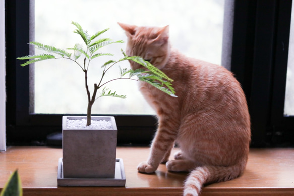 エバーフレッシュ ＊猫に安心な観葉植物＊ 4枚目の画像