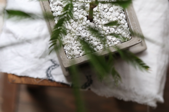 エバーフレッシュ ＊猫に安心な観葉植物＊ 3枚目の画像