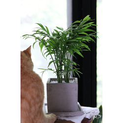 テーブルヤシ ＊猫が安心な観葉植物＊ 2枚目の画像