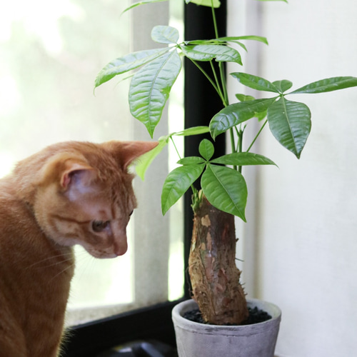 パキラ ＊猫が安心な観葉植物＊ 多肉植物 mugiiro 通販｜Creema(クリーマ) 11812706