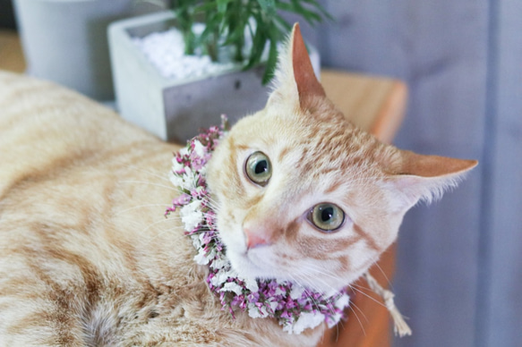 可愛さアップピンクの花かんむり 4枚目の画像