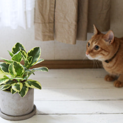 ペペロミア(斑入り) ＊猫が安心な観葉植物＊ 3枚目の画像