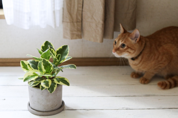 ペペロミア(斑入り) ＊猫が安心な観葉植物＊ 3枚目の画像