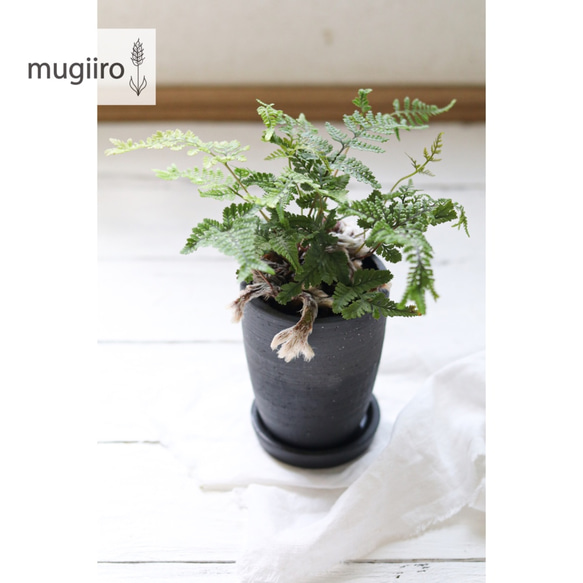 猫が安心な観葉植物＊石化シノブ ネコの手 多肉植物 mugiiro 通販