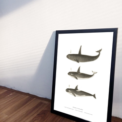 【アートポスター】クジラ　くじら　魚　インテリアポスター　海　子供　ヴィンテージ　レトロ　ポスター　アート　インテリア　 4枚目の画像