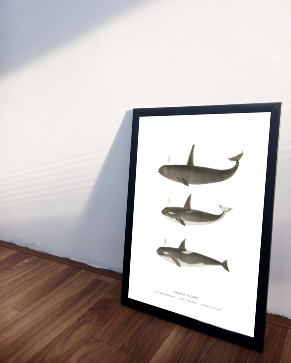 【アートポスター】クジラ　くじら　魚　インテリアポスター　海　子供　ヴィンテージ　レトロ　ポスター　アート　インテリア　 4枚目の画像