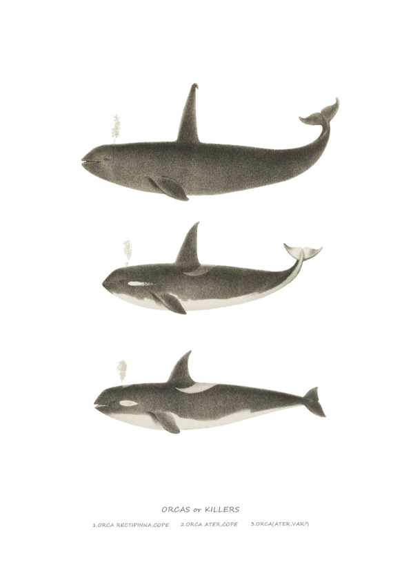 【アートポスター】クジラ　くじら　魚　インテリアポスター　海　子供　ヴィンテージ　レトロ　ポスター　アート　インテリア　 5枚目の画像