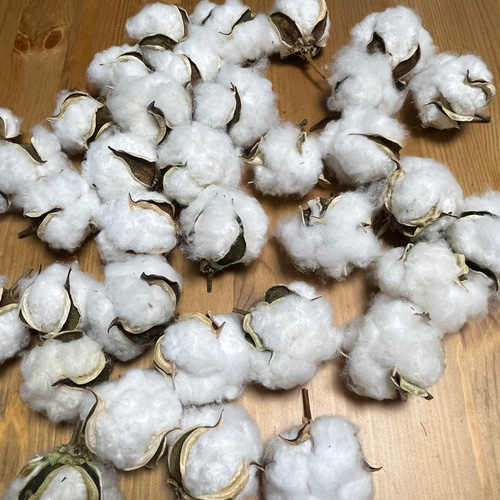 綿花 コットンフラワー ふわもこコットンフラワー ホワイト 3本 | 新鮮お花問屋 Jp