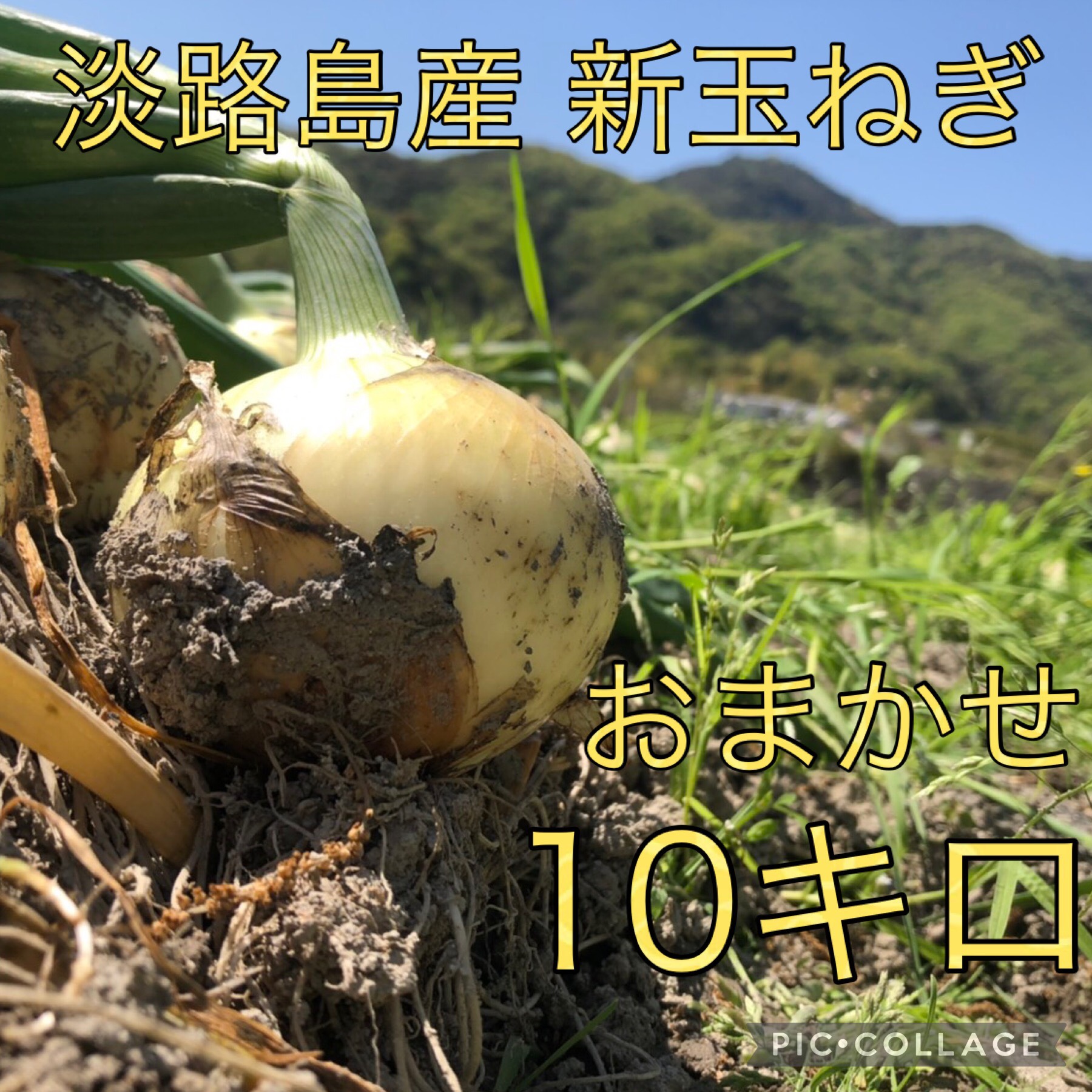 淡路島玉ねぎ10キロ