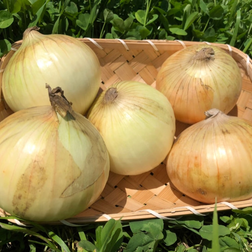 淡路島産たまねぎ】】早生品種「七宝早生7号」10kg 野菜 Nii Farm 通販
