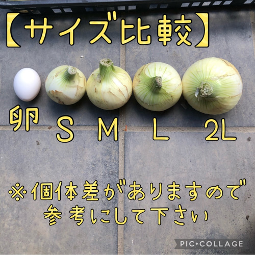 ト17 あめ色 たまねぎ鉢 小＜オーブン使用可＞ - 益子焼の
