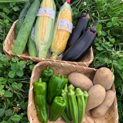 【淡路島産】野菜セット　玉ねぎ入り 4種類前後　少量サイズ  野菜の詰め合わせ 淡路島 1枚目の画像