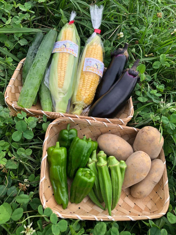 【淡路島産】野菜セット　玉ねぎ入り 4種類前後　少量サイズ  野菜の詰め合わせ 淡路島 1枚目の画像