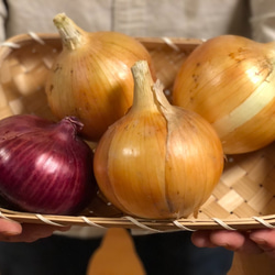 【淡路島産】野菜セット　玉ねぎ入り 4種類前後　少量サイズ  野菜の詰め合わせ 淡路島 5枚目の画像