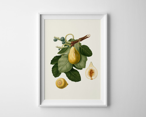アンティーク　絵　水彩画　果物　antique フランス アンティーク 絵 水彩画 果物 antique フランス