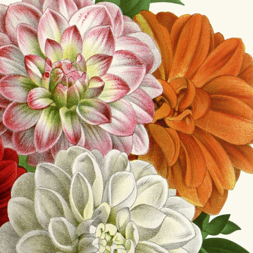 カラフルなダリアの花フラワーポスター☆ナチュラルインテリア