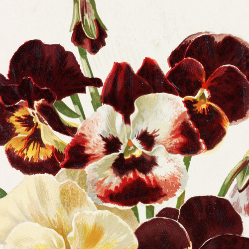 パンジーの花☆ボタニカルフラワー☆絵画インテリア