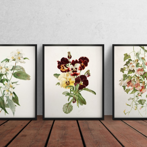 パンジーの花☆ボタニカルフラワー☆絵画インテリア