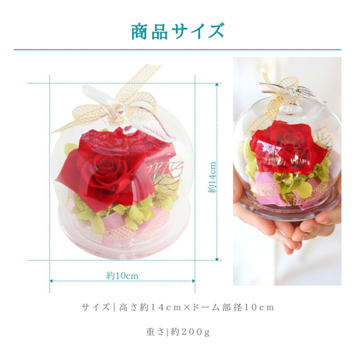 おしゃれなガラスドーム アップル 赤いバラ レッドローズ プリザーブド