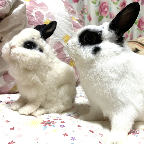 羊毛フェルト オーダーメイド 犬・猫・うさぎ・チンチラ 羊毛フェルト 