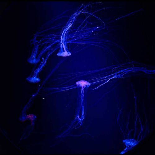 高画質】水族館フォト ポストカード 写真・グラフィック yukiponism