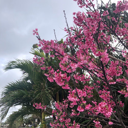★南の島のピンクとグリーン★ビーズでできた濃いピンクのフープフリンジピアス/イヤリング 3枚目の画像