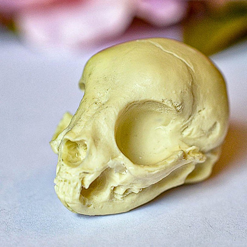 猫の頭蓋骨の家の装飾-自然な骨の色 その他インテリア雑貨 goth chic