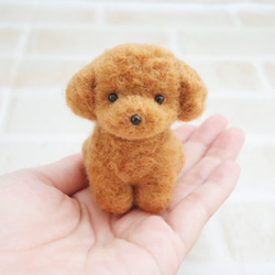 羊毛フェルト トイプードル（手乗りサイズ） 手乗りサイズのミニマルチーズ 羊毛フェルト roi 通販 12921837