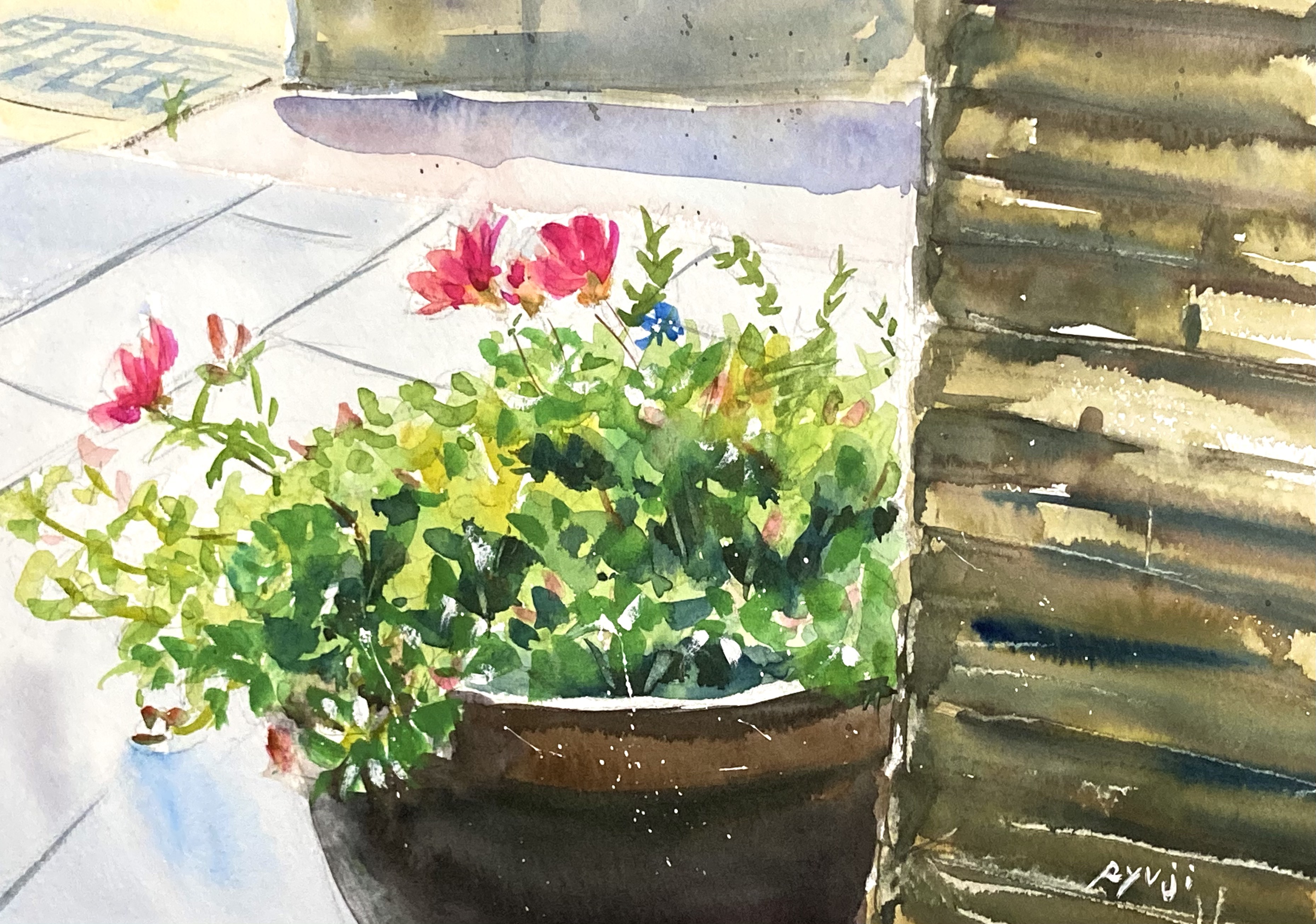 水彩画】原画「ポーチュラカ」F4：242×332 mm #花 #ポーチュラカ