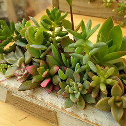 ロング木箱に多肉寄せ植え⭐多肉植物⭐多肉植物寄せ植え⭐木製  