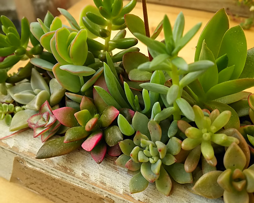 木箱　多肉植物に 30cm x 20cm x 5cm　11個セット 木箱 多肉植物に 30cm x 20cm x 5cm - メルカリ