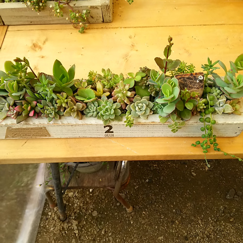 ロング木箱に多肉寄せ植え⭐多肉植物⭐多肉植物寄せ植え⭐木製