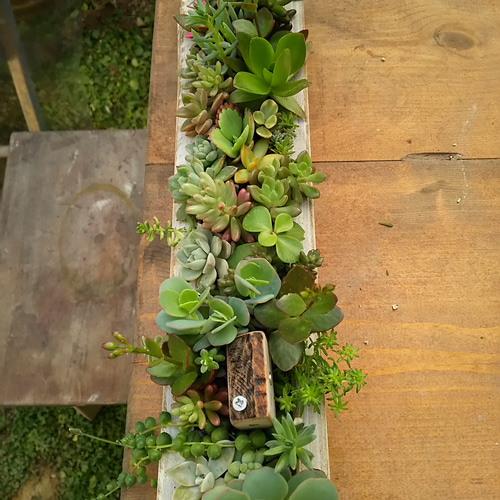 木箱　多肉植物に 30cm x 20cm x 5cm　12個セット 木箱 多肉植物に 30cm x 20cm x 5cm 12個セット 木箱 多肉