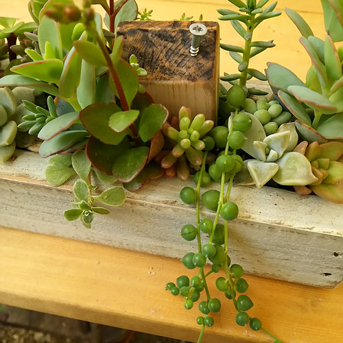 木箱　多肉植物に 30cm x 20cm x 5cm　12個セット 多肉植物用の長方形の装飾ボックス,ヴィンテージの木箱,植木鉢