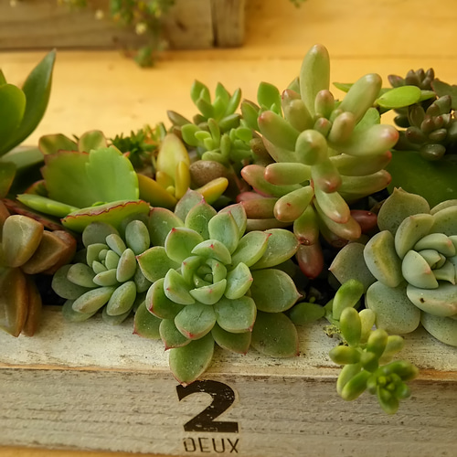 ロング木箱に多肉寄せ植え⭐多肉植物⭐多肉植物寄せ植え⭐木製