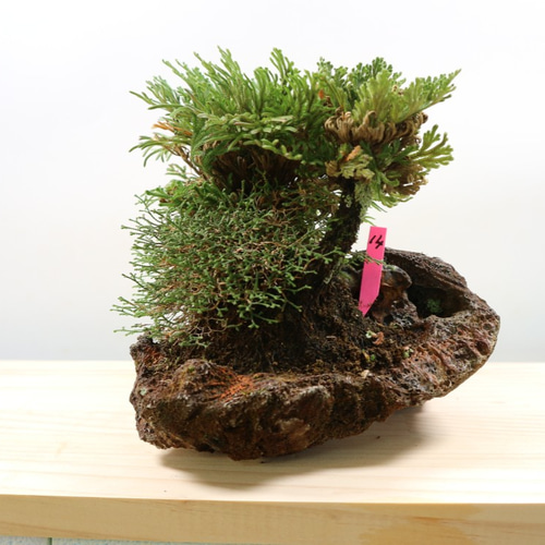 Amazon.co.jp: 岩松 イワヒバ 岩ヒバ 盆栽 山野草 高山植物 317