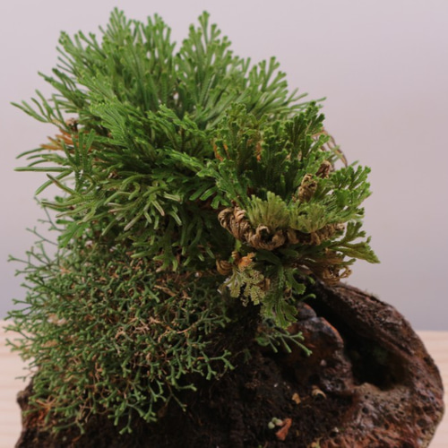 10-3 岩松 イワヒバ 針金カズラ 岩付盆栽 緑の癒し 盆栽 極 通販