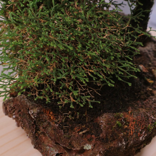 10-3 岩松 イワヒバ 針金カズラ 岩付盆栽 緑の癒し 盆栽 極 通販