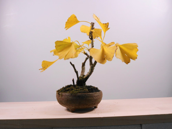 11－1 イチョウ 実生からの栽培品 秋の紅葉 黄葉 自然 小品