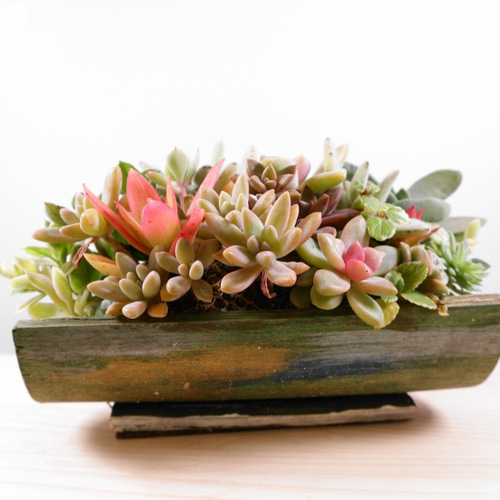 寄植え 多肉植物の寄せ植え✨ぎゅうぎゅう（pots鉢 約2.5号） 多肉植物