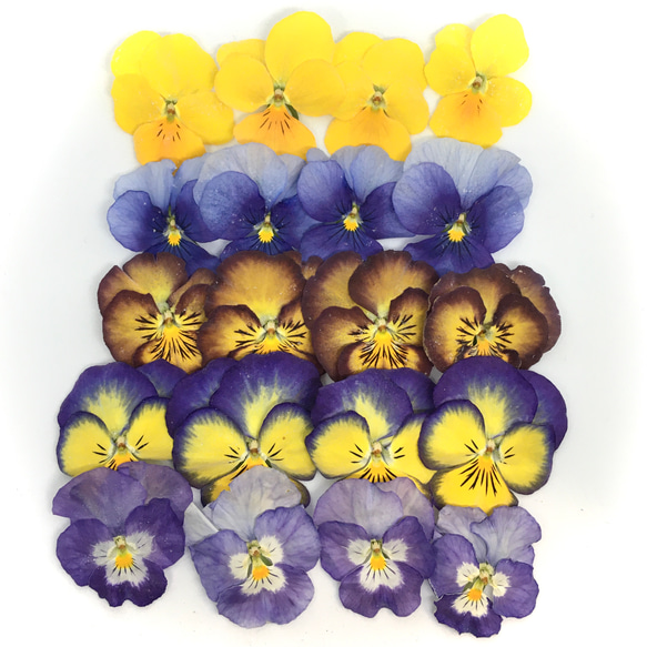 花材　小ぶりビオラ　ドライフラワー（05） 1枚目の画像