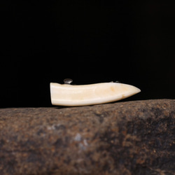 【イノシシのキバレッタ　髪留め】那珂川流域産の天然材 イノシシ牙製バレッタ 9枚目の画像