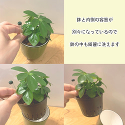 【育てやすい】観葉植物 ナギ ハイドロカルチャー 4枚目の画像