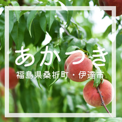 【7月末〜8月上旬出荷予定】福島県桑折町・伊達市産桃　8玉程度　あかつき 2枚目の画像