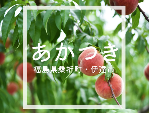 【7月末〜8月上旬出荷予定】福島県桑折町・伊達市産桃　8玉程度　あかつき 2枚目の画像