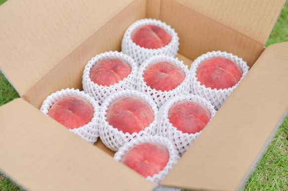 【7月末〜8月上旬出荷予定】福島県桑折町・伊達市産桃　8玉程度　あかつき 3枚目の画像