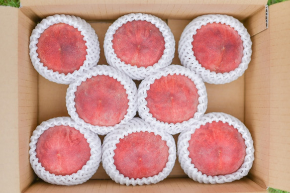 【7月末〜8月上旬出荷予定】福島県桑折町・伊達市産桃　8玉程度　あかつき 5枚目の画像