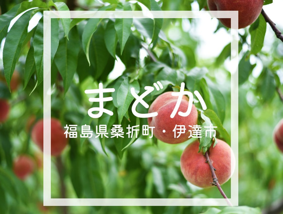 【8月上旬〜中旬頃出荷予定】福島県桑折町・伊達市産桃　8玉程度　暑中見舞い（まどか） 2枚目の画像